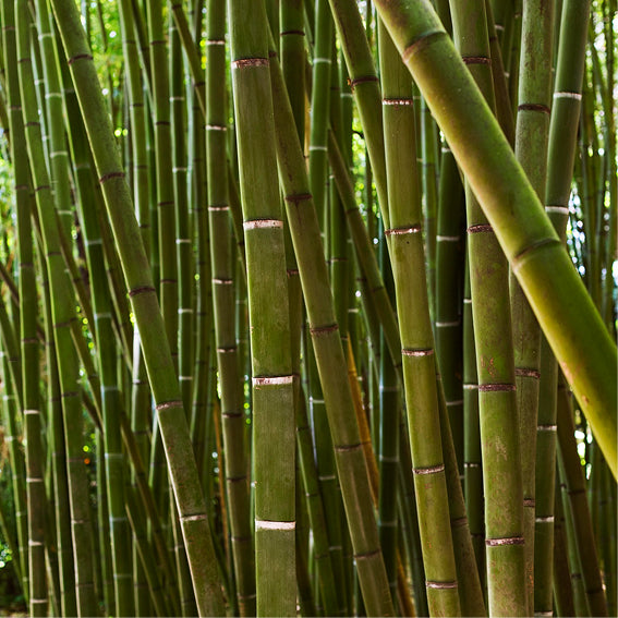 Sugarcane Harvest